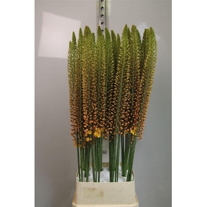 Eremurus Golden Cleo