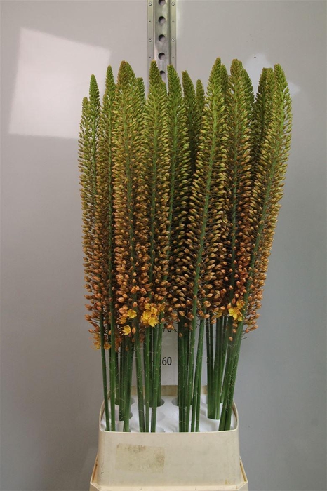 <h4>Eremurus Golden Cleo</h4>