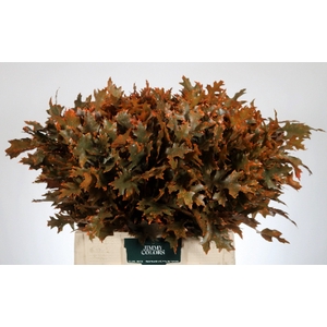 Quercus Palustris L60 Klbh. Oranje
