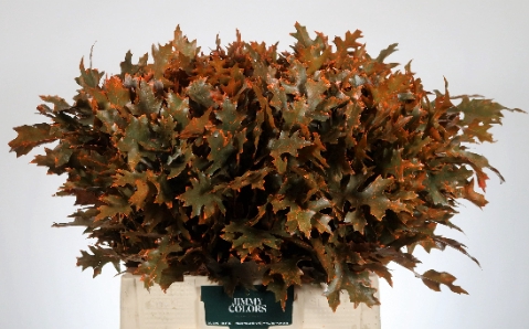 <h4>Quercus Palustris L60 Klbh. Oranje</h4>