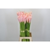 Zantedeschia Eydolls Salmon