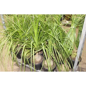 BEAUCARNEA P24