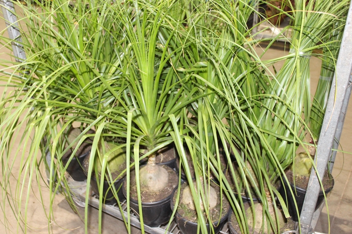 <h4>BEAUCARNEA P24</h4>