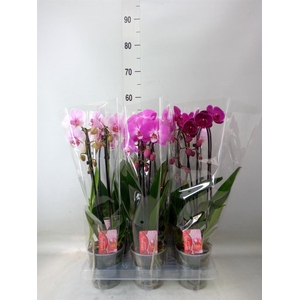 Phalaenopsis  'Elegant Cascade'