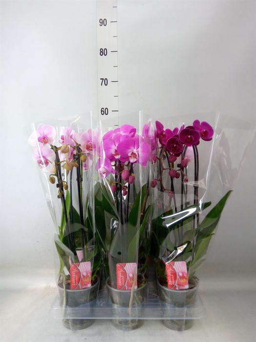 <h4>Phalaenopsis 'Elegant Cascade'</h4>