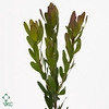 Leucadendron Goldstrike Spray