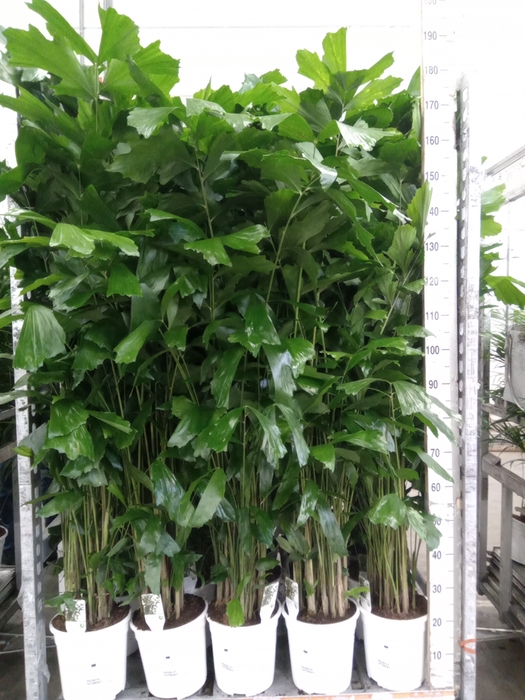 <h4>Caryota mitis</h4>