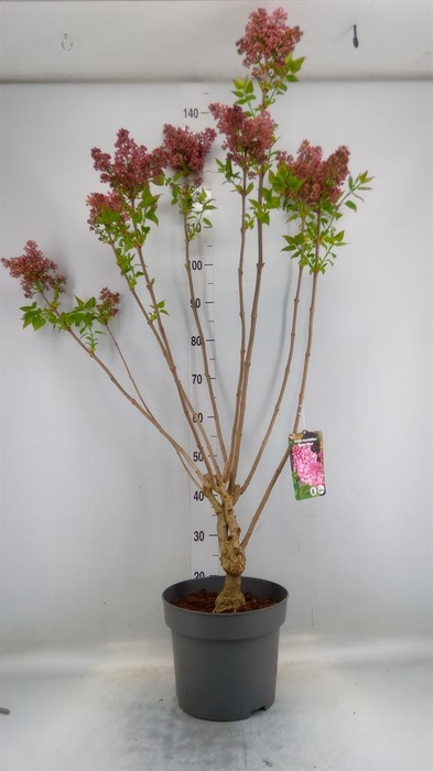 <h4>Syringa   ...</h4>