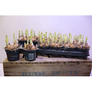 arr8 Narc O Tete A Tete