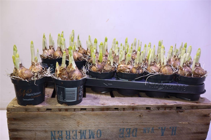 <h4>arr8 Narc O Tete A Tete</h4>