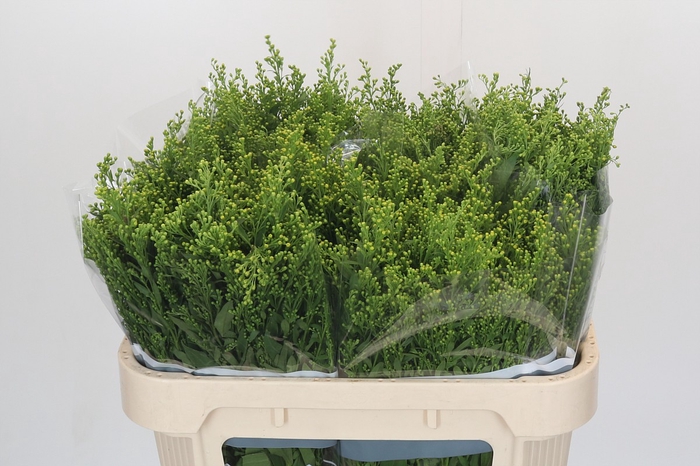 <h4>Solidago Golden Glory</h4>