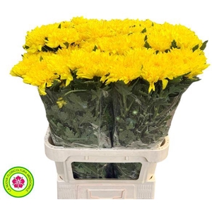 Chrys Gp Rossano Yellow