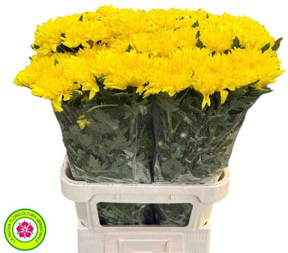 <h4>Chrys Gp Rossano Yellow</h4>