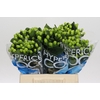Hypericum Coco Bamboo