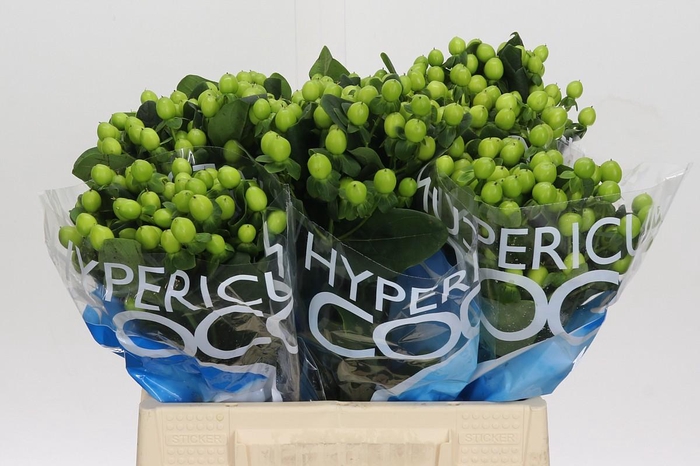 Hypericum Coco Bamboo