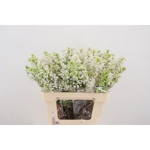 SYR V MME FL STEPMAN RIPE CUT 2+