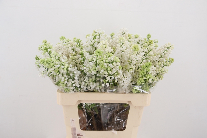 SYR V MME FL STEPMAN RIPE CUT 2+