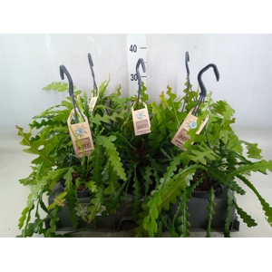 Epiphyllum anguliger