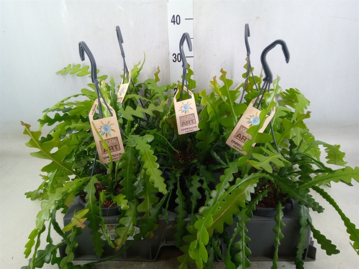 <h4>Epiphyllum anguliger</h4>