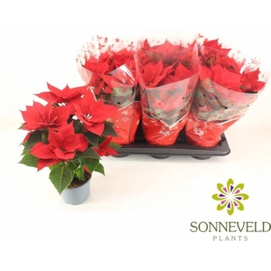 EUPHOR P CHR UNIVERS