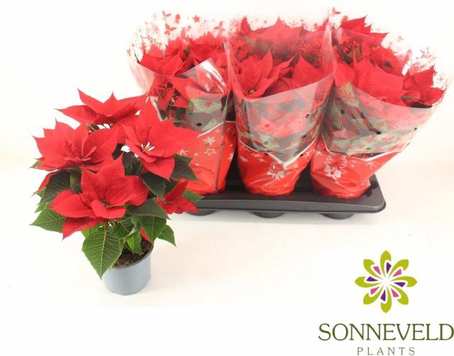 <h4>EUPHOR P CHR UNIVERS</h4>