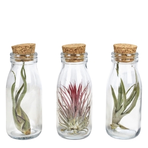 Tillandsia glas kurk small