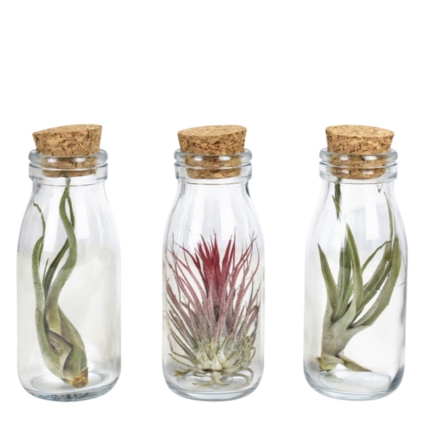 <h4>Tillandsia glas kurk small</h4>