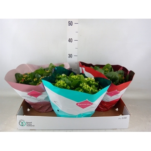 Kalanchoe blos.   ..mix 5