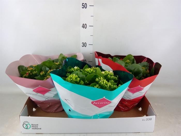 <h4>Kalanchoe blos.   ..mix 5</h4>