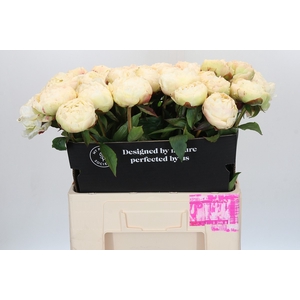 Paeonia Ann Cousins