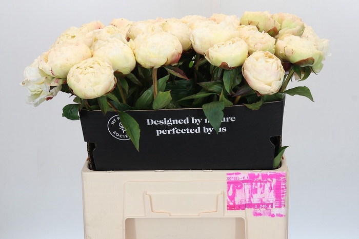 <h4>Paeonia Ann Cousins</h4>