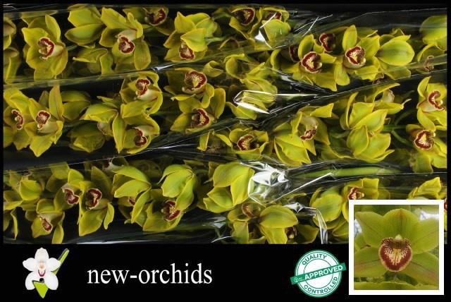 <h4>CYMB T POLYCHROME</h4>