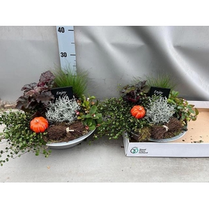 ARR TUINPLANTEN