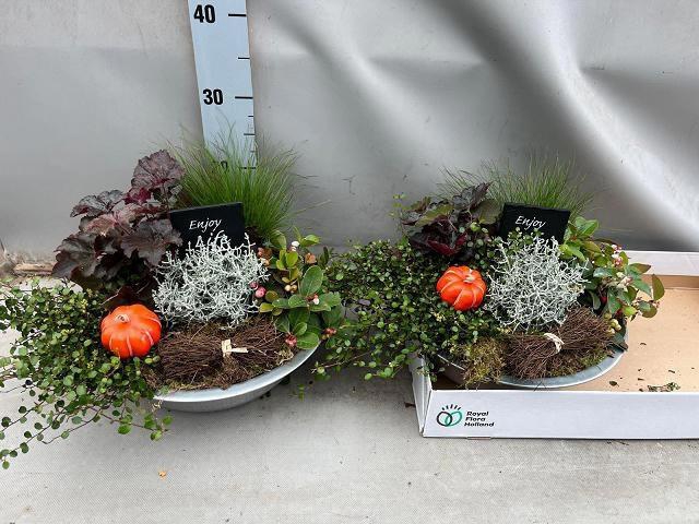 <h4>ARR TUINPLANTEN</h4>