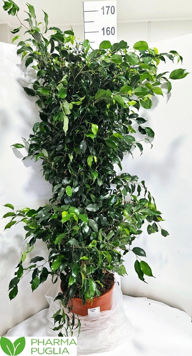 <h4>FIC BE DANIELLE</h4>