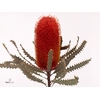 Banksia Hookeriana Cerise