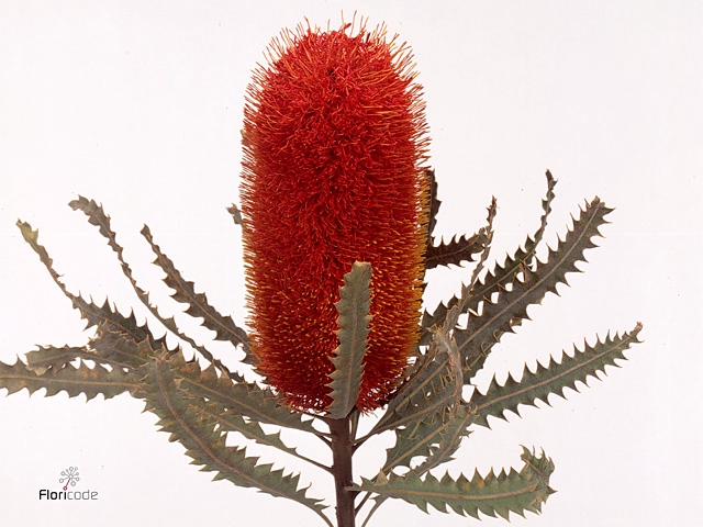 Banksia Hookeriana Red