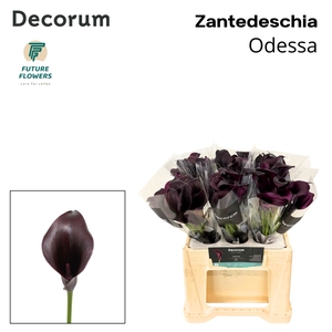 Calla Odessa Future Decorum