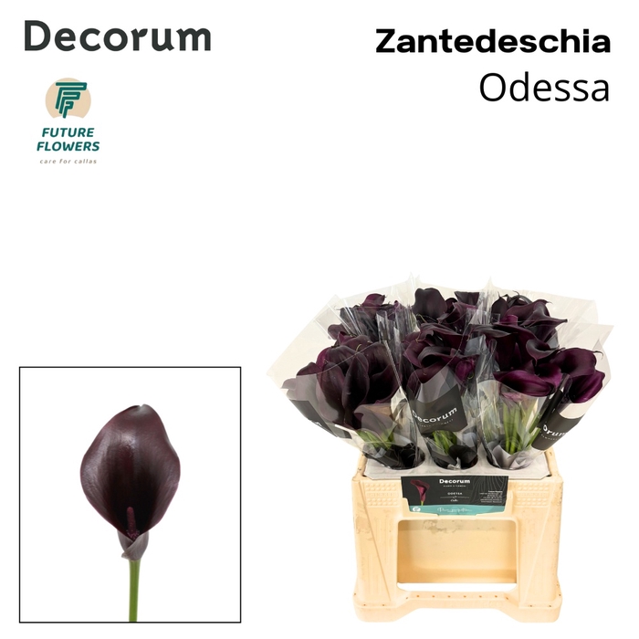 <h4>Calla Odessa Future Decorum</h4>