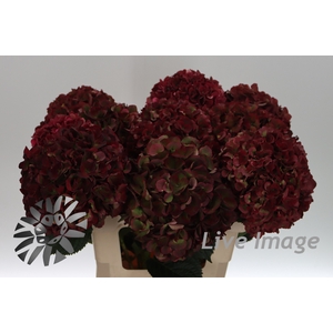 Hydrangea mag pink ruby classic