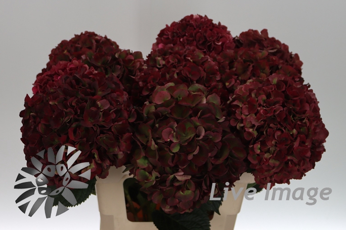 Hydrangea mag pink ruby classic
