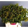 Bupleurum Griffithii