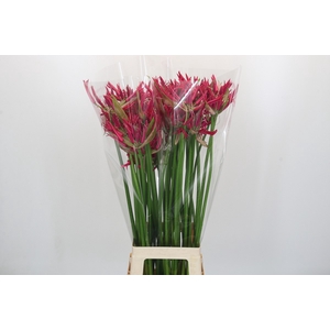 Nerine Minerva