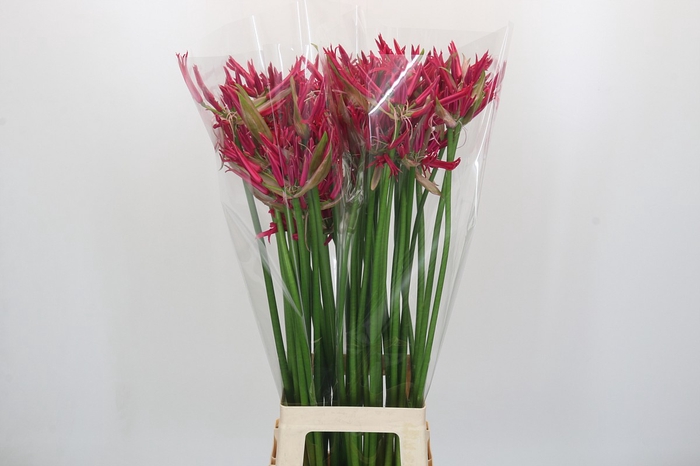 <h4>Nerine Minerva</h4>