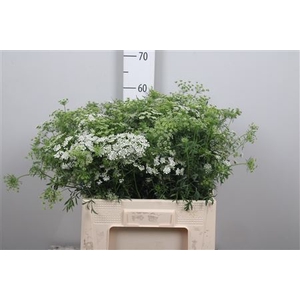 Ammi Majus Graceland
