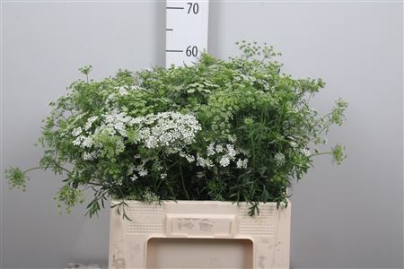 <h4>Ammi Majus Graceland</h4>