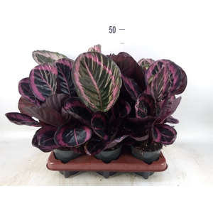 Calathea roseopicta 'Dottie'
