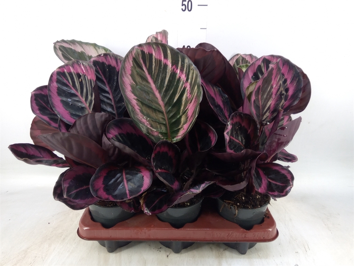 <h4>Calathea roseopicta 'Dottie'</h4>