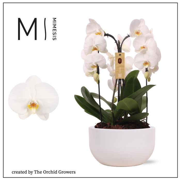 <h4>Phal Crown Wit 3 Tak Keramiek White</h4>