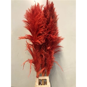 Cortaderia Orange